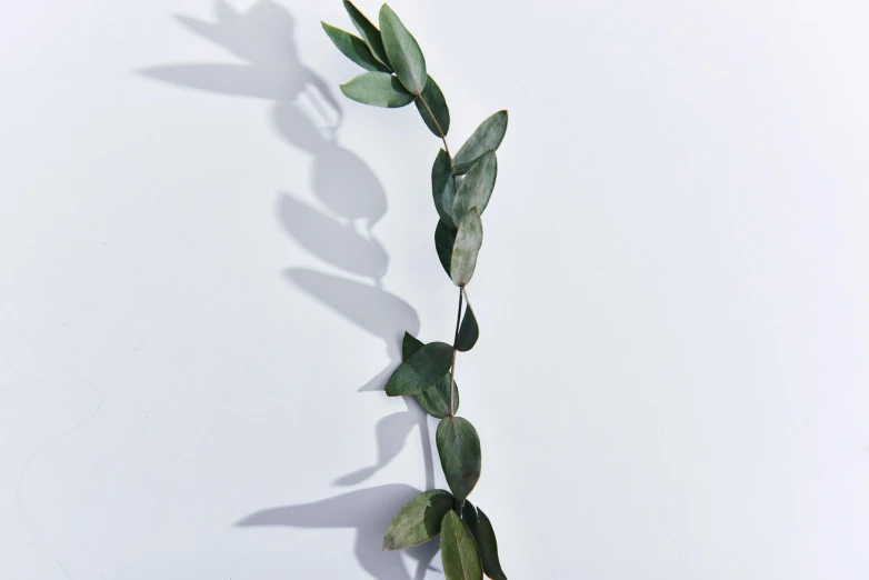 a close up of a plant on a white surface, inspired by Ceferí Olivé, trending on pexels, arabesque, in a row, eucalyptus, right side profile, cut out