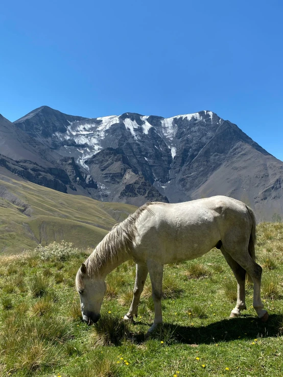 a white horse standing on top of a lush green field, les nabis, snow capped mountains, meat and lichens, quechua!