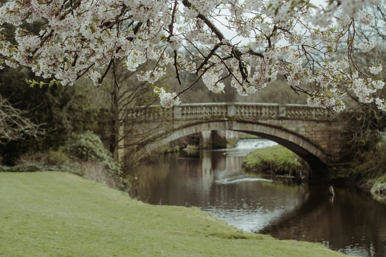 a bridge over a river next to a lush green field, a picture, inspired by Richmond Barthé, unsplash, renaissance, cherry blossom petals, glasgow, brown, picnic