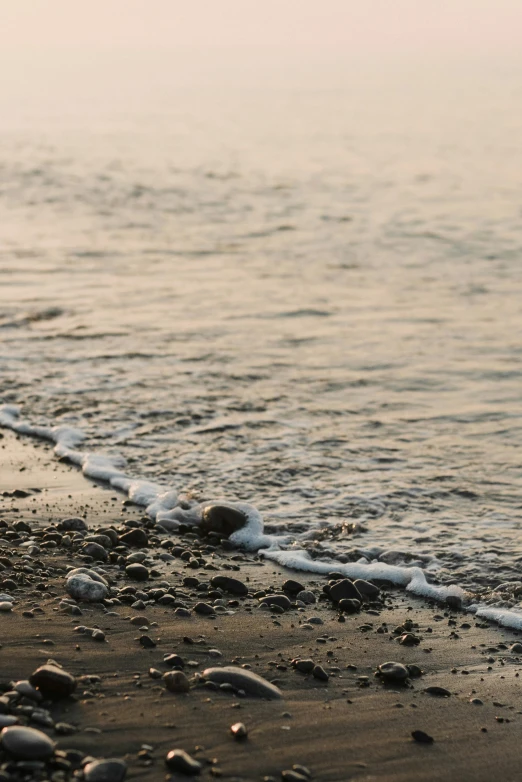 a dog standing on top of a beach next to the ocean, by Elsa Bleda, unsplash, minimalism, coral-like pebbles, wavy water, late summer evening, muted brown