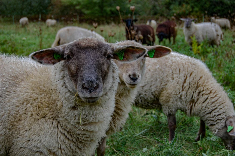 a herd of sheep standing on top of a lush green field, by Adam Marczyński, pexels contest winner, large grey eyes, avatar image, close - up photo, ready to eat