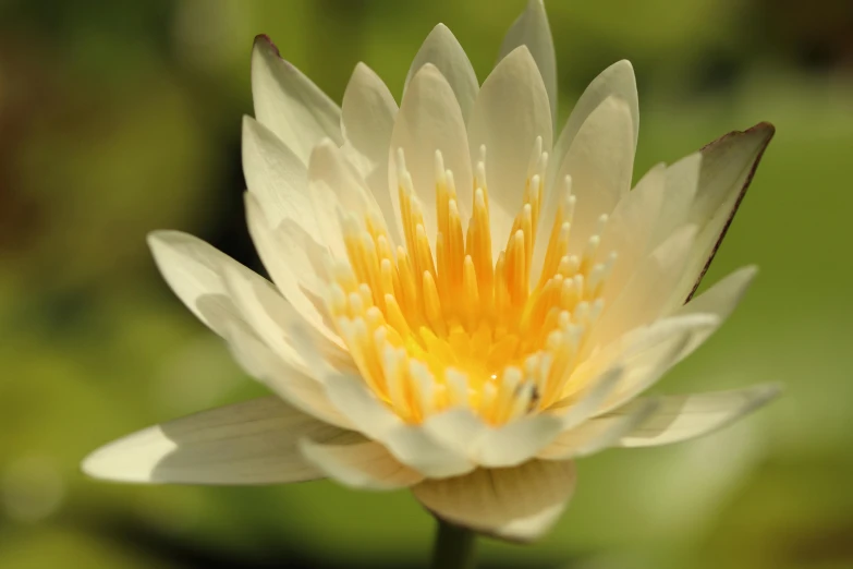 a white water lily with a yellow center, unsplash, intense albino, subtle detailing, tropical flower plants, award - winning