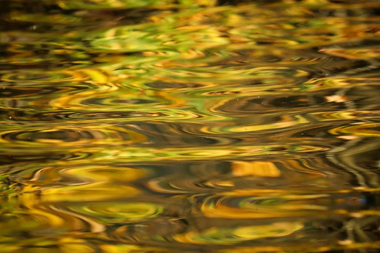 a close up of a body of water with trees in the background, pixabay, lyrical abstraction, shades of gold display naturally, hd wallpaper, rippling reflections, lime and gold hue