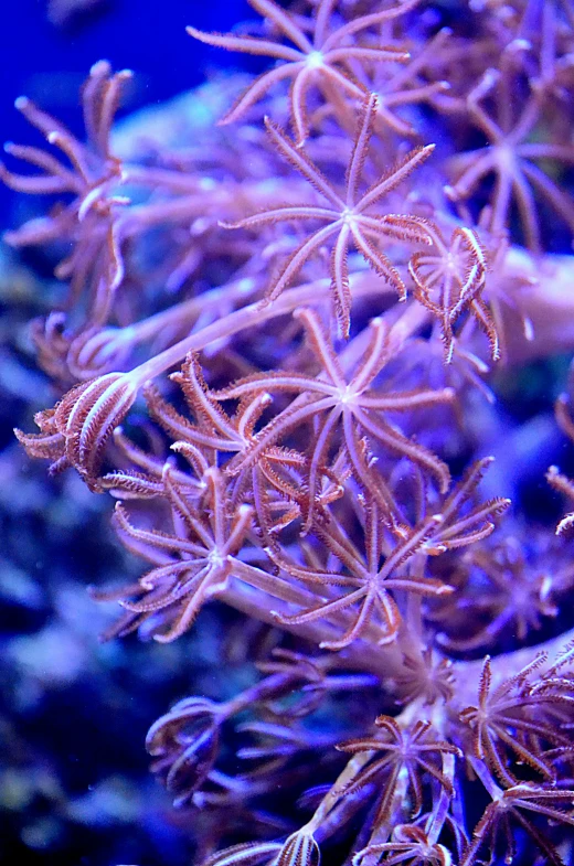 a close up of a bunch of purple coral, twirling glowing sea plants, space plants, slightly tanned, stars