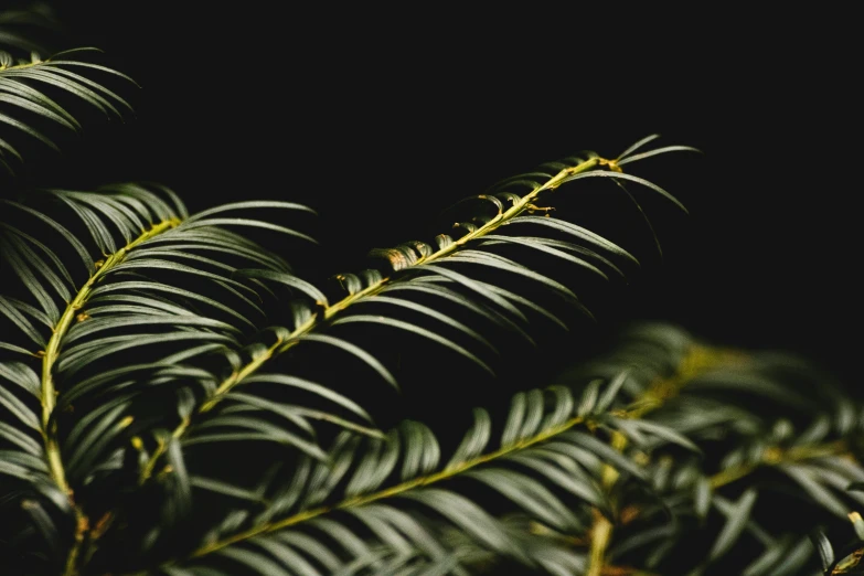 a close up of a green plant on a black background, trending on pexels, black fir, instagram post, sleek spines, shot at golden hour