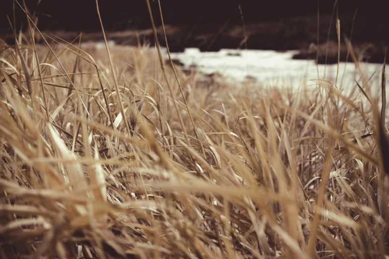 a field of tall grass next to a river, a picture, unsplash, land art, brown, grain effect, rapids, coastal