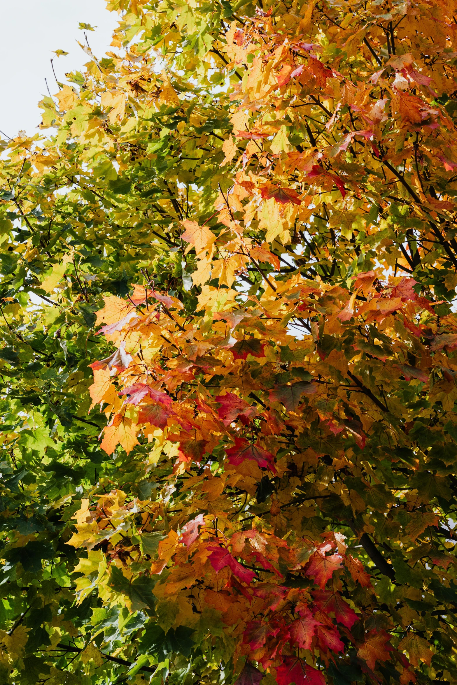 a clock on a pole in front of a tree, a photo, inspired by Jasper Francis Cropsey, autumn colour oak trees, close-up from above, multicoloured, a green