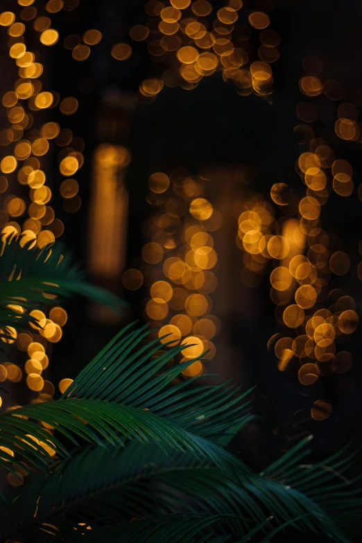 a close up of a palm tree with lights in the background, bokeh backdrop, candlelit, lush surroundings