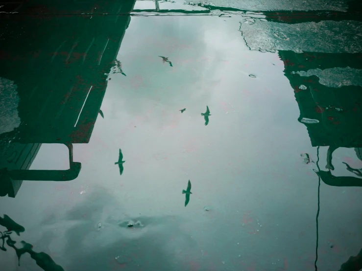 a group of birds flying over a puddle of water, a picture, by Elsa Bleda, pexels contest winner, surrealism, bus stop on a rainy day, green water, seen from below, square