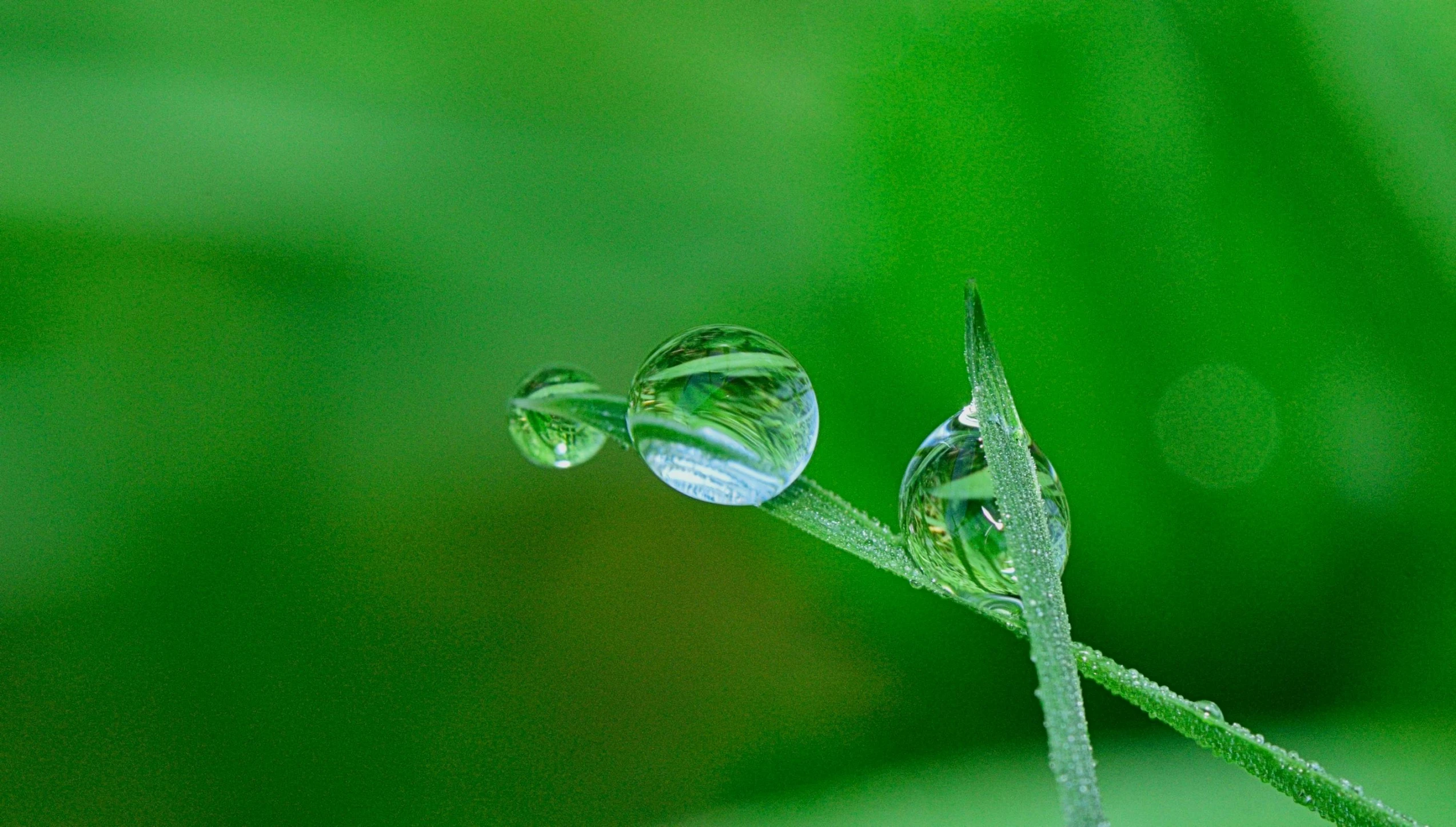 a close up of a plant with water droplets on it, a macro photograph, by Jan Rustem, pexels contest winner, photorealism, glass spheres, high quality photo, thin green glassy crystal shards, beautiful realistic photo