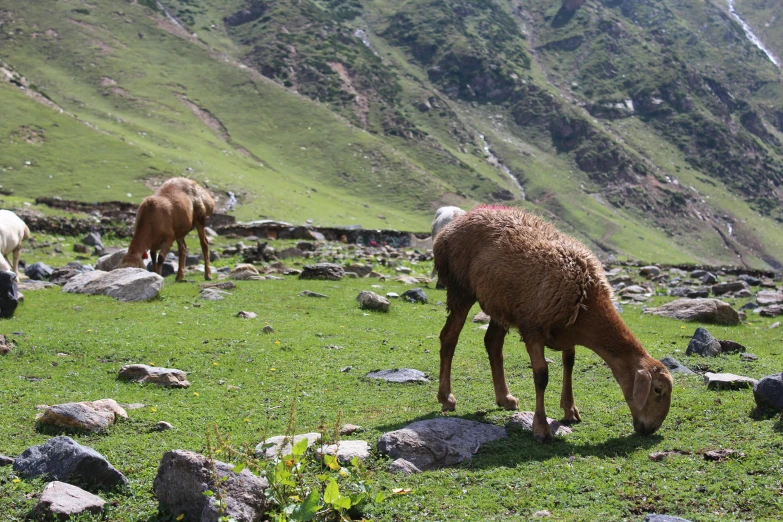 a herd of sheep grazing on a lush green hillside, pexels contest winner, les nabis, himalayas, avatar image