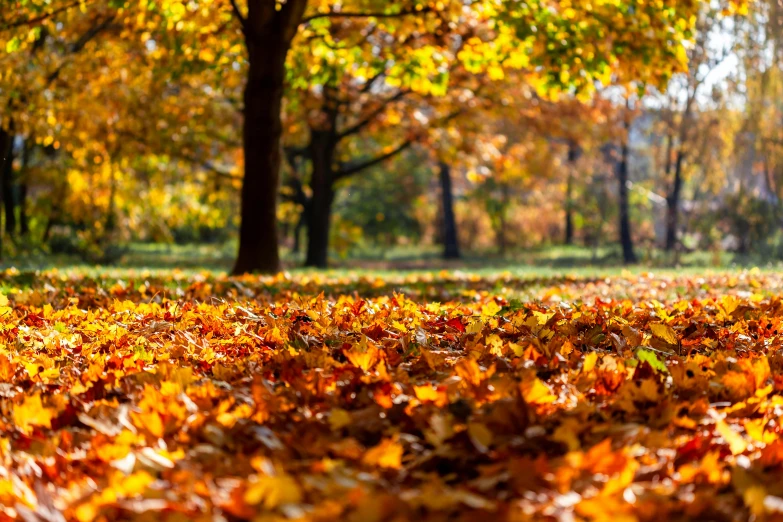 a field full of leaves with trees in the background, by Niko Henrichon, shutterstock, fan favorite, fall leaves on the floor, 1 6 x 1 6, park on a bright sunny day