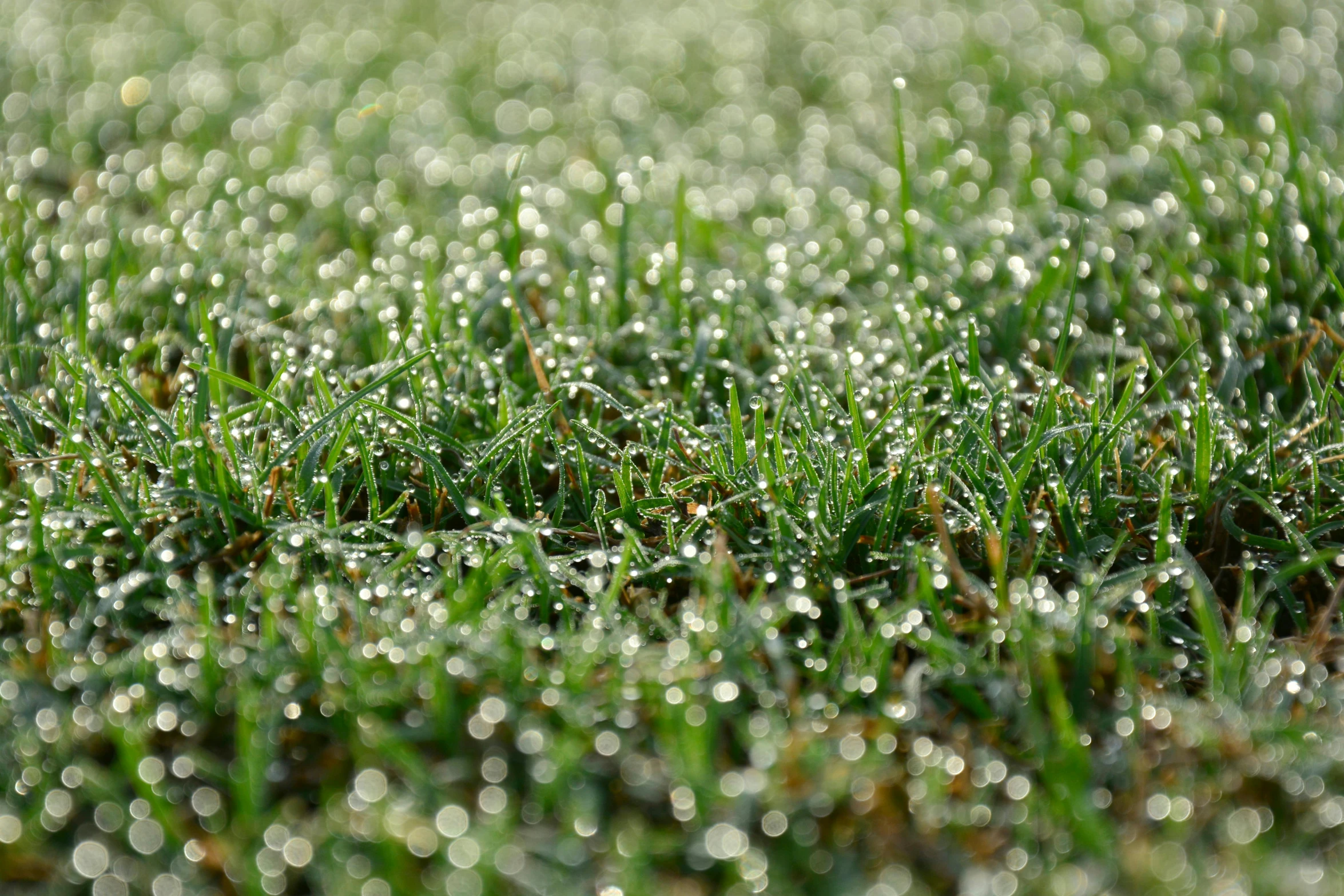 a field of grass covered in water droplets, sparkling crystals, highly polished, green mist, evenly lit