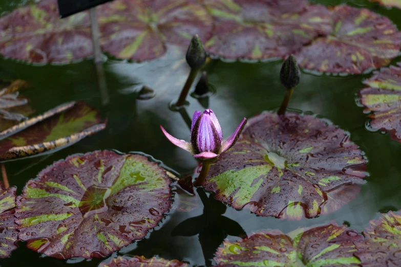 a close up of a flower in a body of water, inspired by Monet, unsplash, hurufiyya, dark purple swamp, pond with frogs and lilypads, mystical kew gardens, today\'s featured photograph 4k