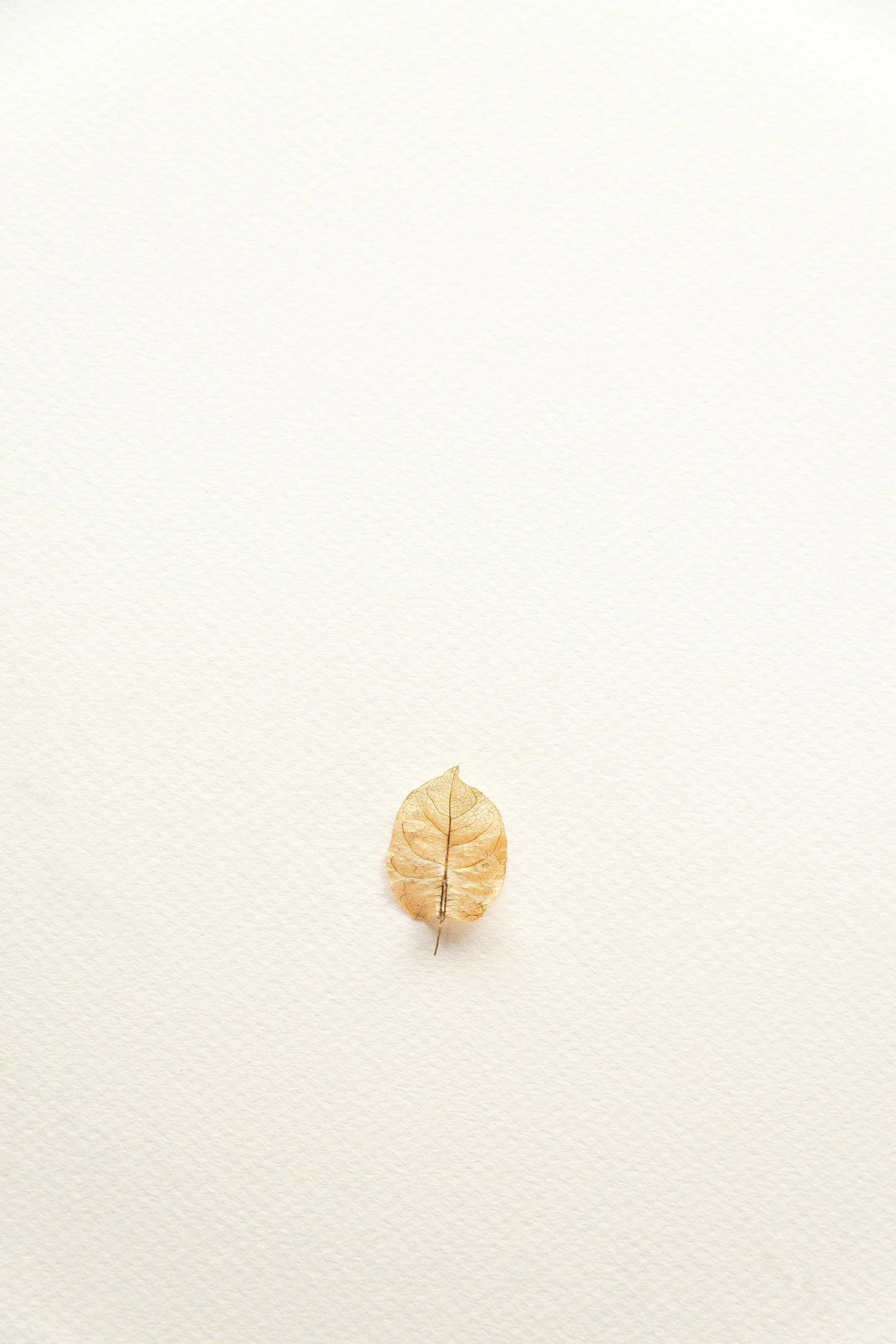 a close up of a piece of food on a plate, a minimalist painting, by Rebecca Horn, trending on unsplash, postminimalism, made of leaf skeleton, 256x256, gold earring, brown