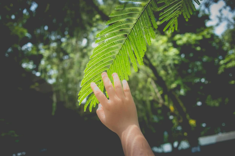 a person holding a green leaf in their hand, by Jan Rustem, pexels contest winner, hurufiyya, tree ferns, avatar image, children's, warm weather