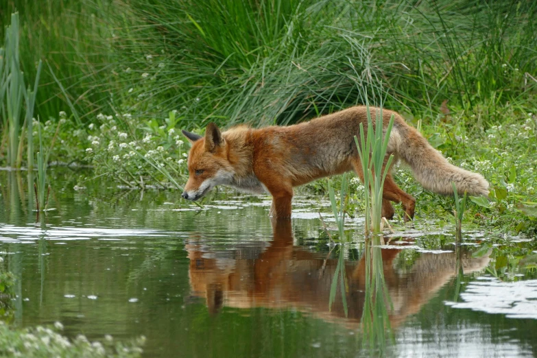 a fox that is standing in the water, biodiversity, very reflective, grazing, older male