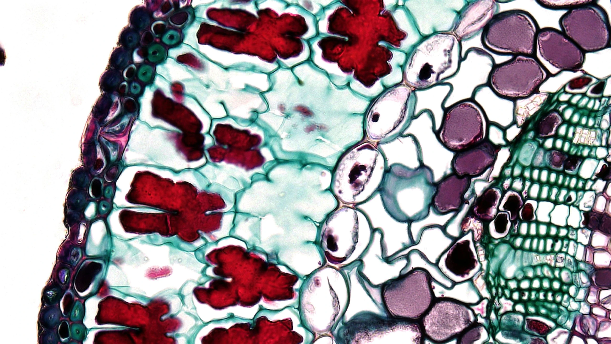 a close up of a plant cell under a microscope, by Ellen Gallagher, generative art, magenta and crimson and cyan, “ iron bark, slide show, panels