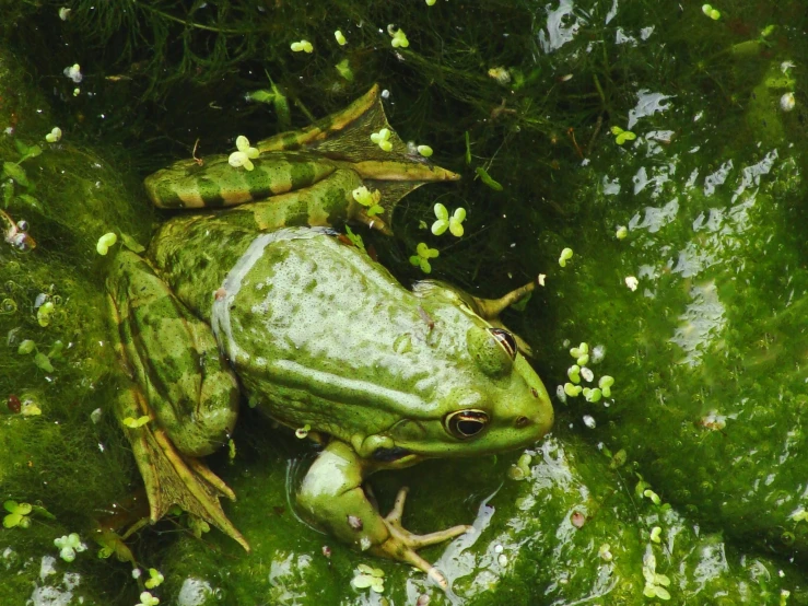 a frog that is sitting in some water, pexels, renaissance, green moss all over, 👰 🏇 ❌ 🍃, amongst foliage, olive