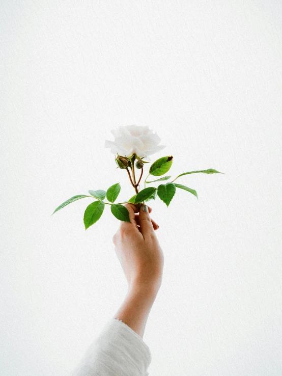 a person holding a white rose in their hand, trending on unsplash, minimalism, 'white background'!!!, ignant, botanicals, profile pic