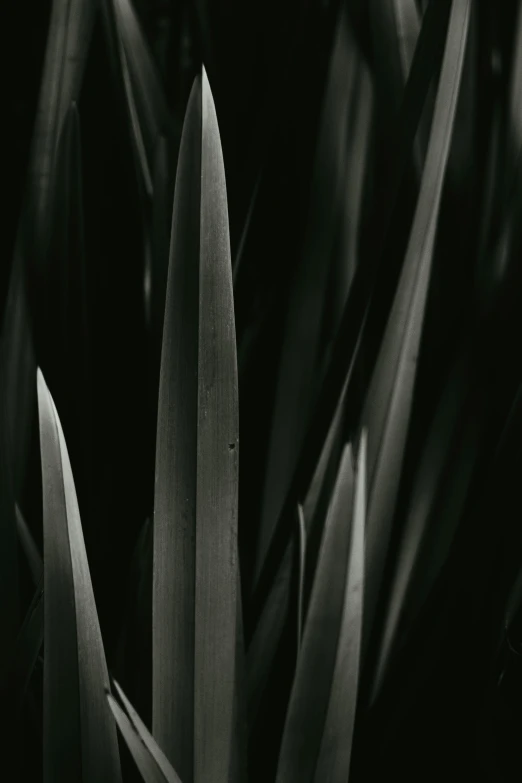 a black and white photo of a plant, a black and white photo, unsplash, abstract expressionism, lush green, spears, in a row, dark hues