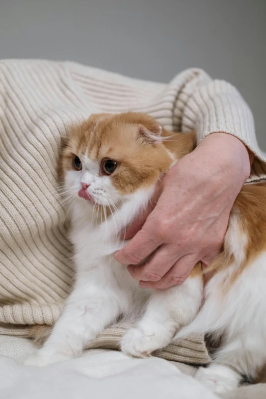 a close up of a person petting a cat, scottish fold, cysts, she's sad, orange fluffy belly