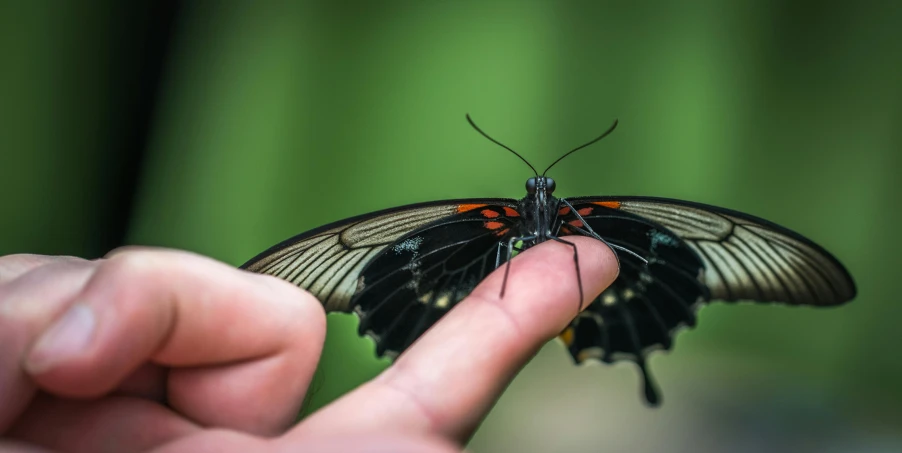 a close up of a person holding a butterfly, by Daniel Lieske, pexels contest winner, hurufiyya, has black wings, rectangle, high quality upload, waving