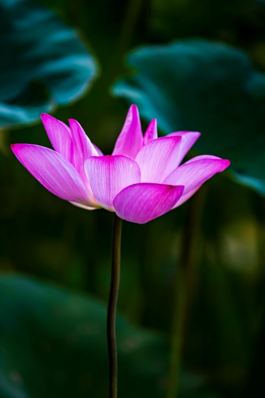 a pink flower with green leaves in the background, by Reuben Tam, unsplash, standing on a lotus, paul barson, vietnam, colour photograph
