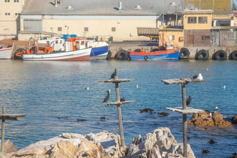 a group of birds sitting on top of a rock next to a body of water, harbour, boats in the water