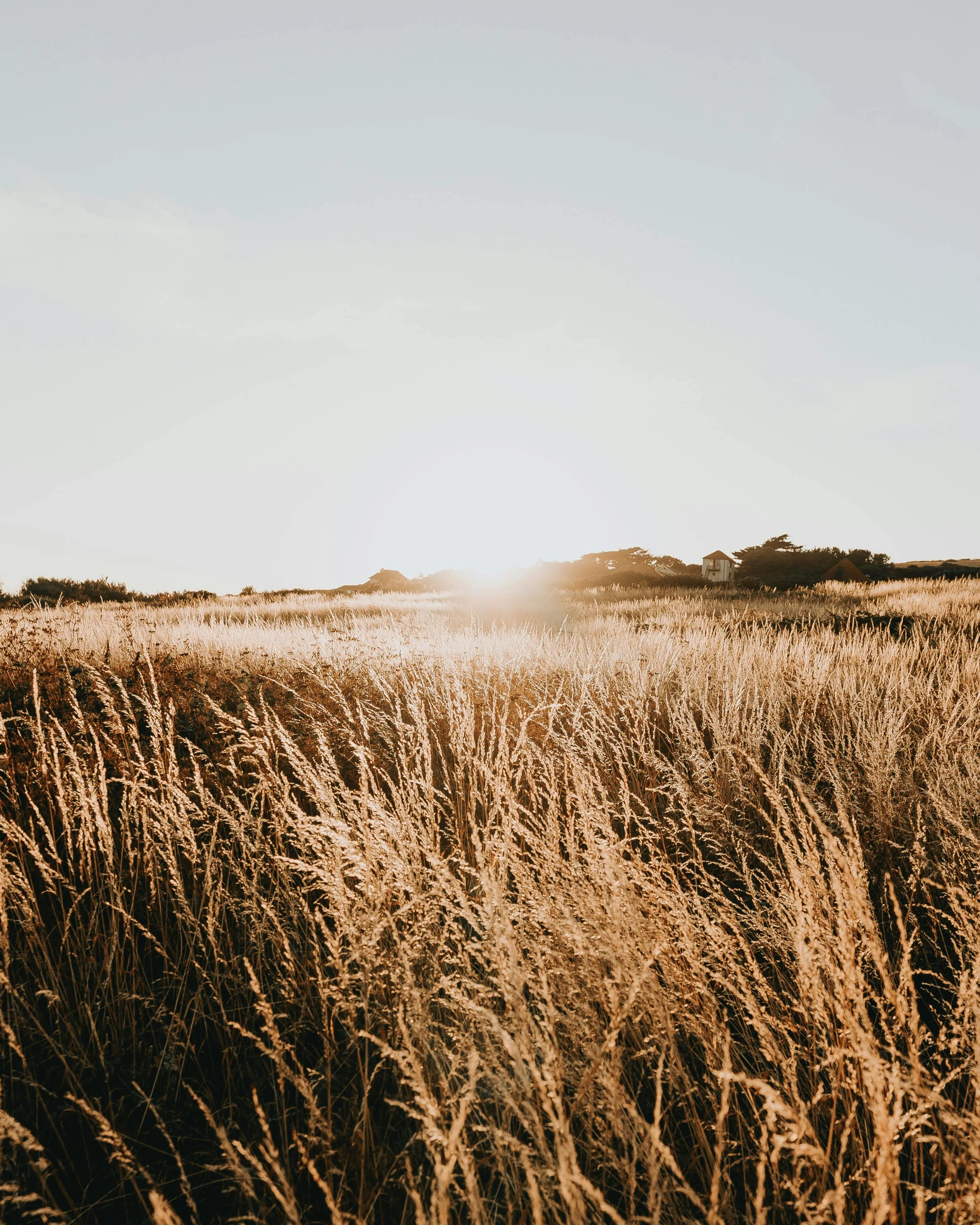 the sun is setting over a field of tall grass, trending on unsplash, land art, brown stubble, trending on vsco, photo for magazine, sparkling in the sunlight