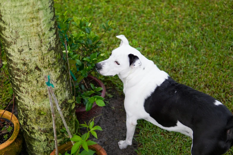 a black and white dog standing next to a tree, in marijuanas gardens, digging, profile image, pits