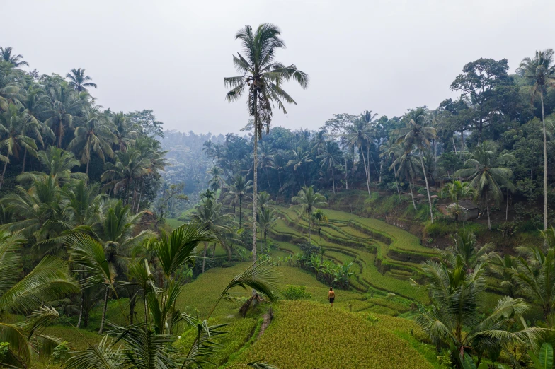 a group of people standing on top of a lush green hillside, inspired by Steve McCurry, pexels contest winner, sumatraism, coconut palms, temple run, terraces, in the early morning