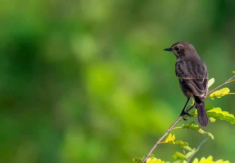 a small bird sitting on top of a tree branch, by Peter Churcher, fan favorite, black, swift, blank