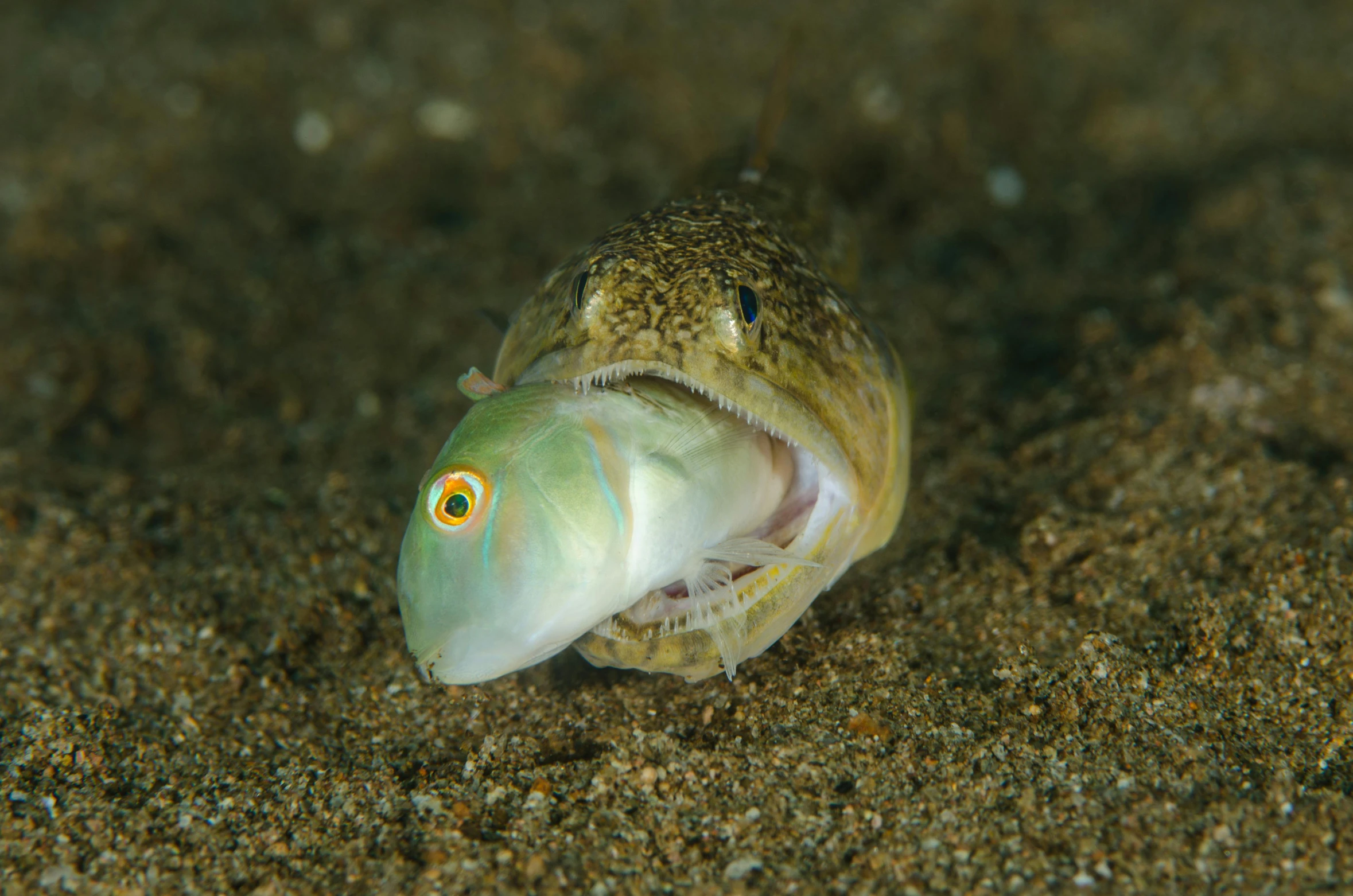 a close up of a fish with it's mouth open, by Robert Brackman, unsplash contest winner, renaissance, on the sand, white alien squid, green eays, australian