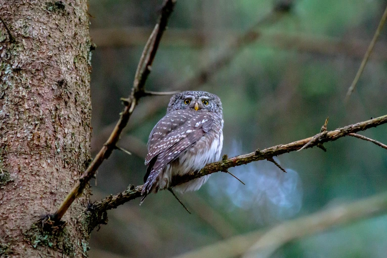 a small owl sitting on top of a tree branch, by John Gibson, pexels contest winner, in deep forest hungle, gray, off camera flash, slide show