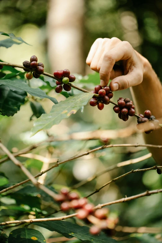 a person picking coffee beans from a tree, inspired by Elsa Bleda, trending on unsplash, vine, full frame image, made of glazed, jungle fruit