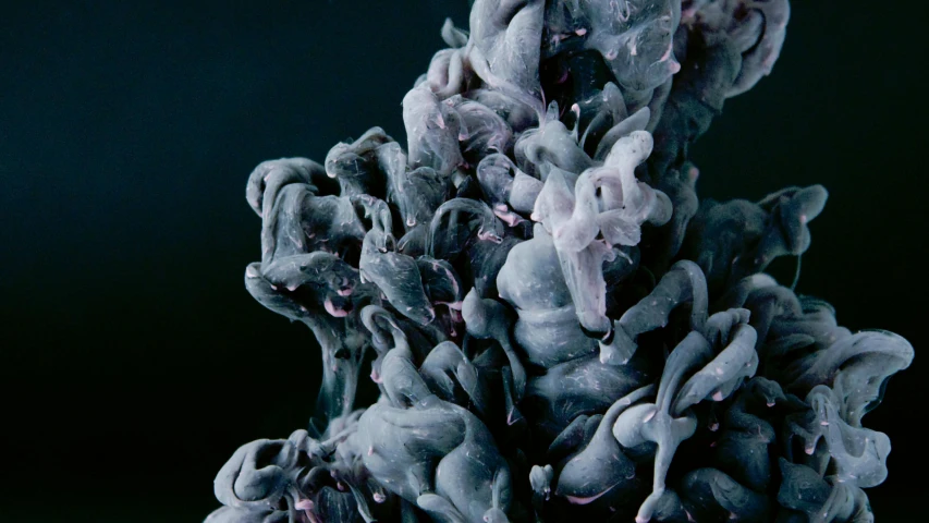 a close up of a flower with a black background, an abstract sculpture, inspired by Alberto Seveso, thick black smoke billowing, showstudio, 2022 photograph, made of ferrofluid