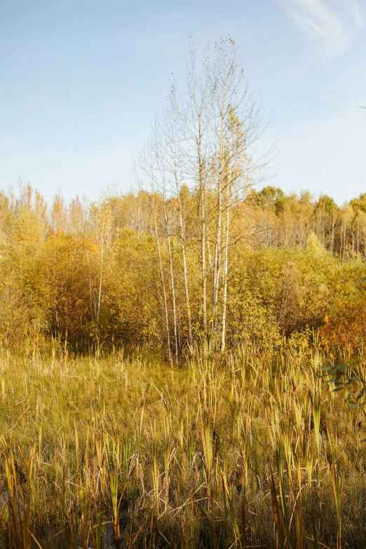 a field of tall grass with trees in the background, autumn overgrowth, 15081959 21121991 01012000 4k, boreal forest, panoramic