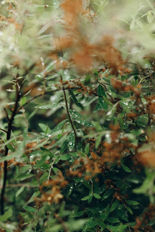 a red fire hydrant sitting on top of a lush green field, a picture, by Attila Meszlenyi, trending on unsplash, australian tonalism, marijuana leaves ) wet, a screenshot of a rusty, many thick dark knotted branches, dewdrops