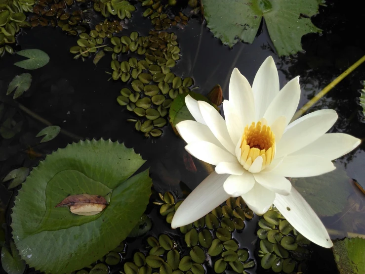 a white flower sitting in the middle of a pond, lying on lily pad, photograph, photo on iphone, subtropical flowers and plants