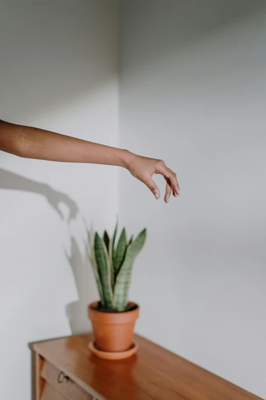 a woman standing on top of a wooden table next to a potted plant, trending on pexels, minimalism, hands reaching for her, leaning on the wall, low-light, on a pale background