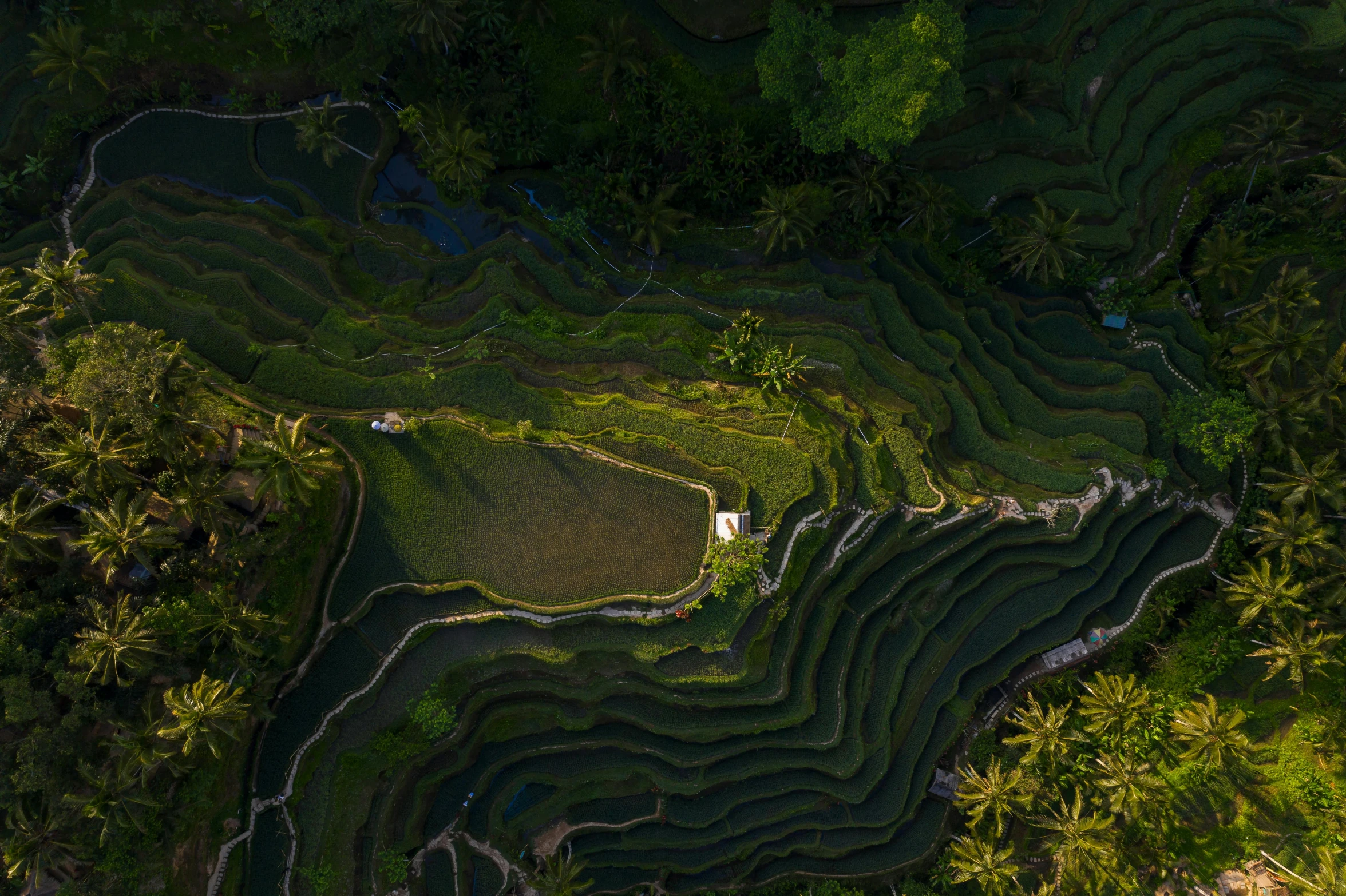 a group of people standing on top of a lush green hillside, by Daniel Lieske, pexels contest winner, sumatraism, terraced orchards and ponds, lit from above, late afternoon light, staggered terraces