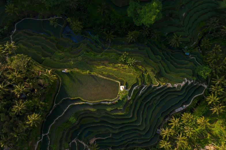 a group of people standing on top of a lush green hillside, by Daniel Lieske, pexels contest winner, sumatraism, terraced orchards and ponds, lit from above, late afternoon light, staggered terraces