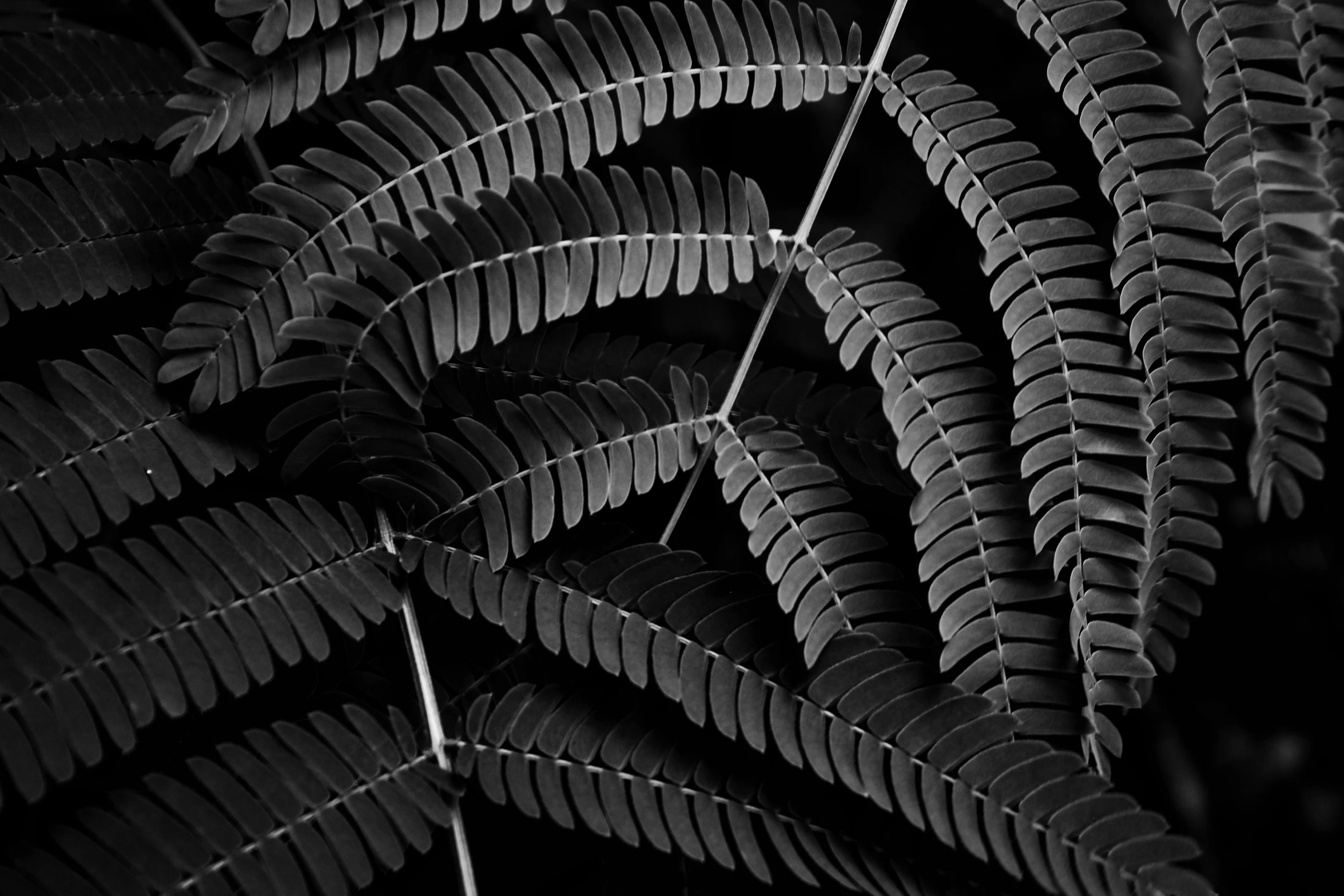 a black and white photo of a plant, a black and white photo, unsplash contest winner, op art, tree ferns, ffffound, dried leaves, claroscuro