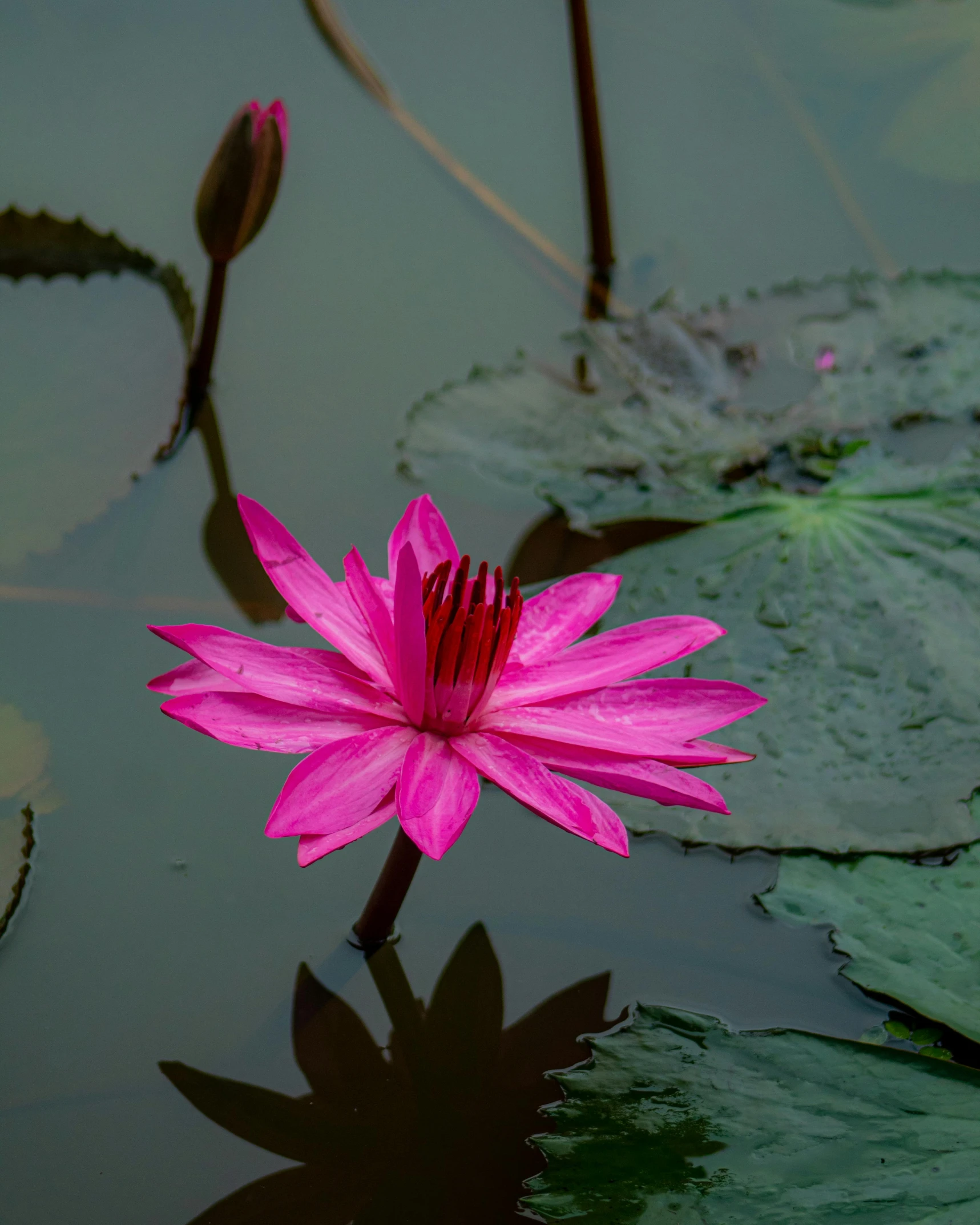 a pink flower floating on top of a body of water