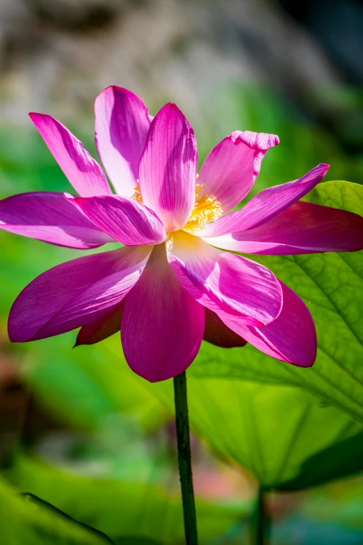 a pink flower sitting on top of a green leaf, lush surroundings, standing on a lotus, sun lit, up-close