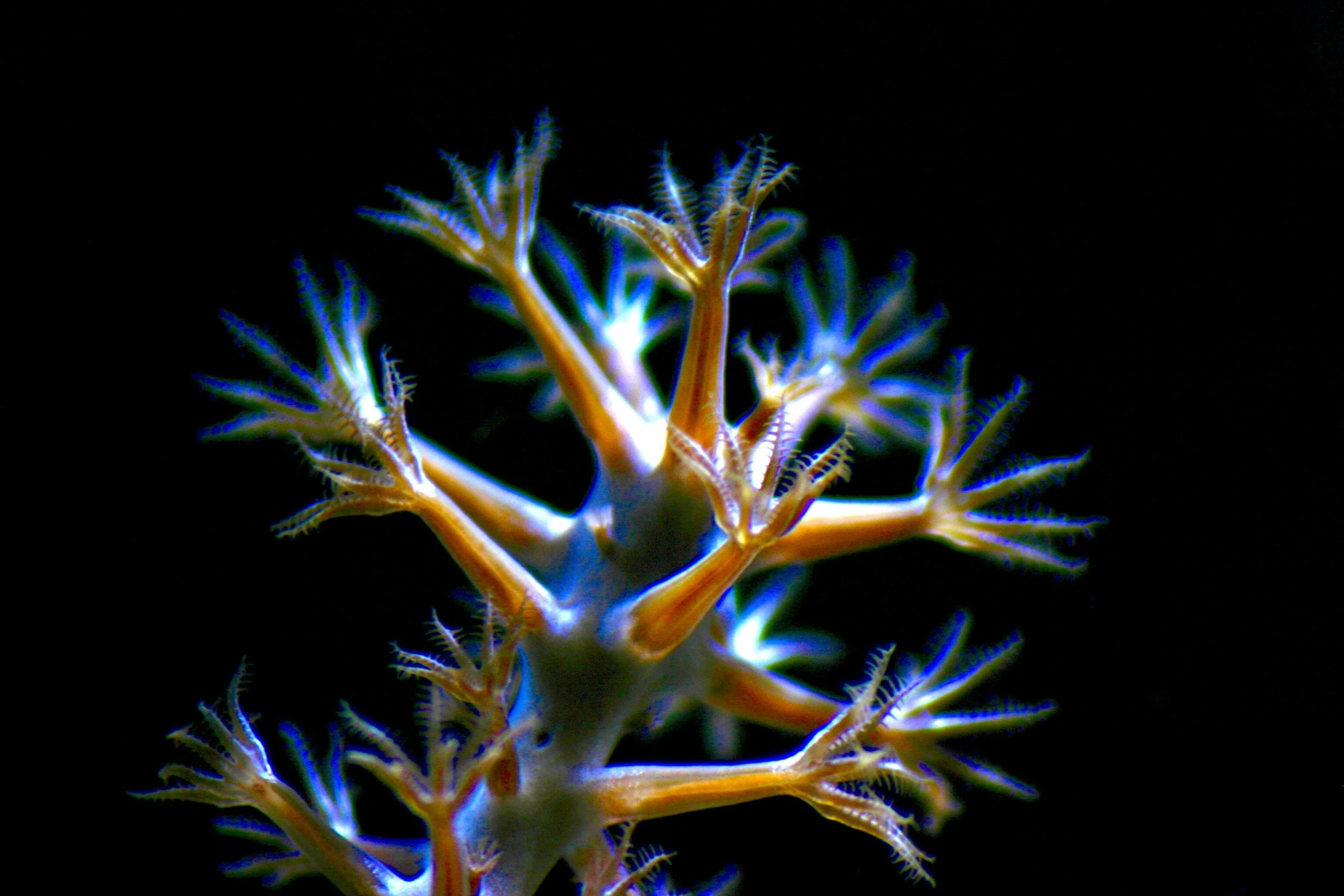 a close up of a plant with no leaves, a microscopic photo, flickr, delicate coral sea bottom, lit from below, resembling a crown, twirling glowing sea plants