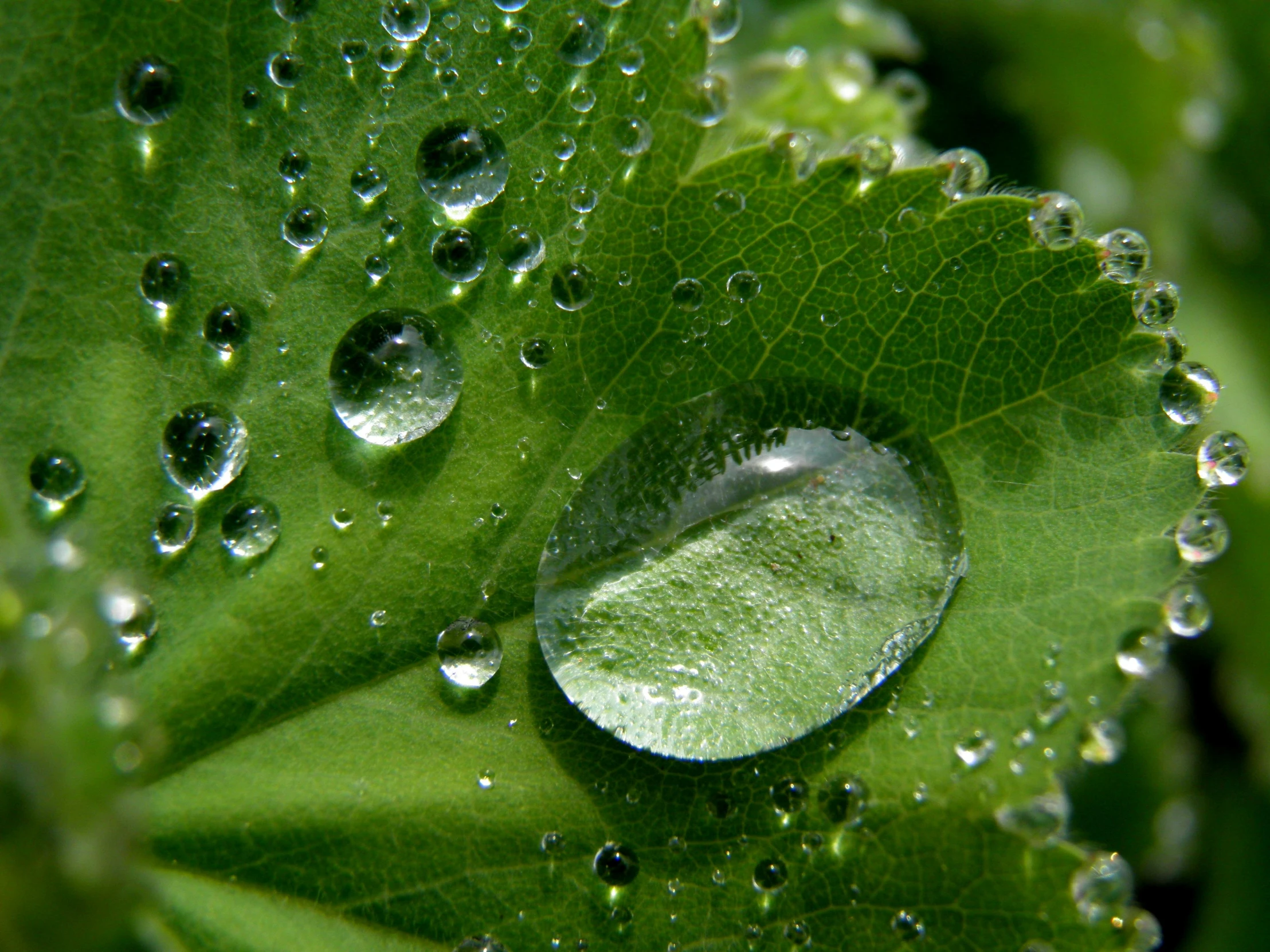 a close up of a leaf with water droplets on it, by Jan Rustem, pixabay, renaissance, marijuana ) wet, high-quality photo, thumbnail, photorealistic photo