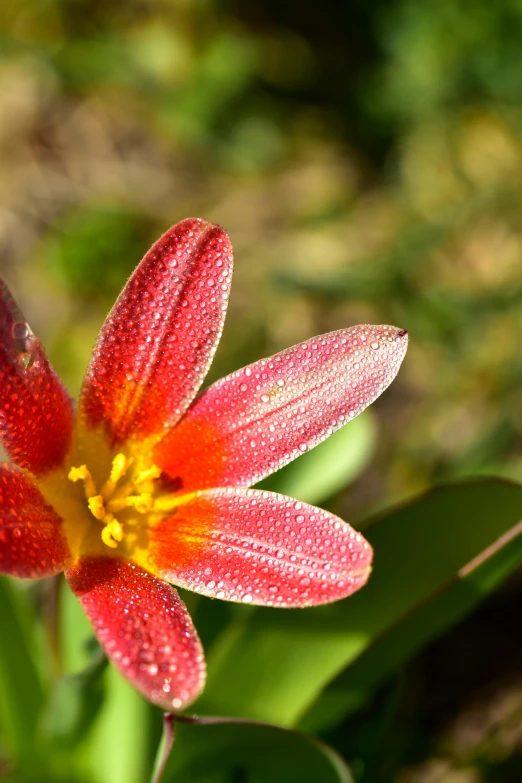 a red flower sitting on top of a lush green field, a macro photograph, by Dave Melvin, vibrant color with gold speckles, lily flowers, today\'s featured photograph 4k, winter sun