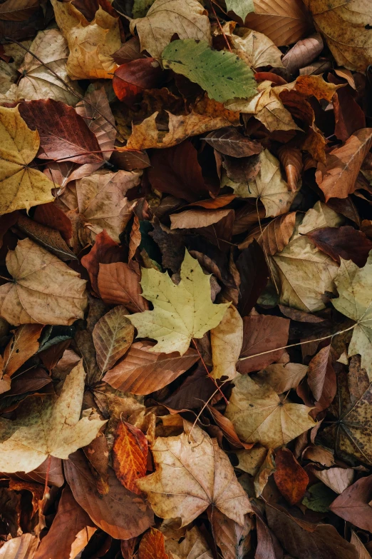 a pile of leaves laying on the ground, by Andries Stock, trending on pexels, made of leaves, brown, mix, centered shot